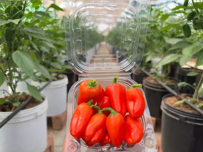 Sweet Peppers (Mixed Colours) 170 Gms - IDRO