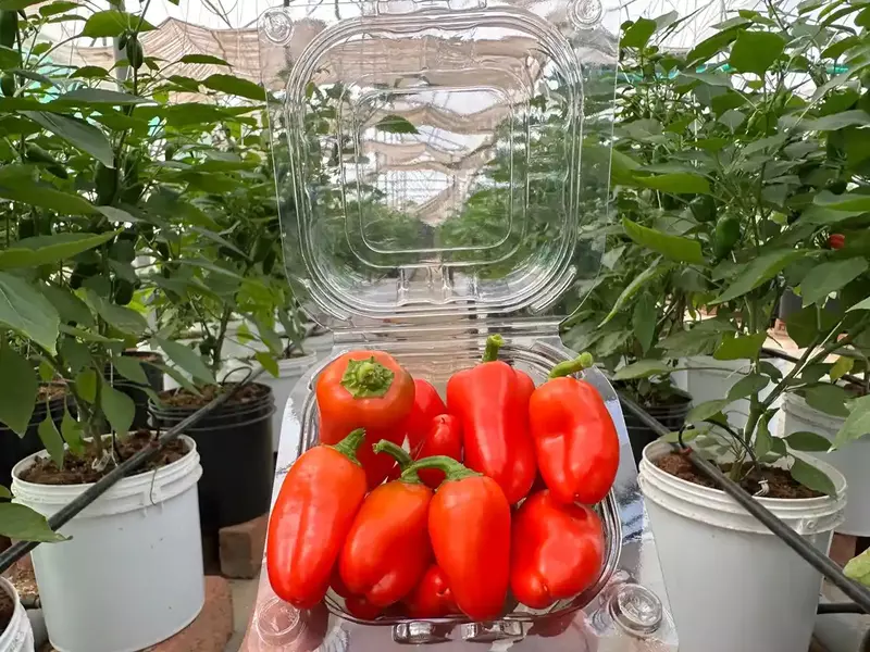 Sweet Peppers (Mixed Colours) 170 Gms - IDRO