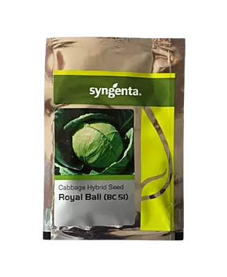 Syngenta Cabbage Royal Ball (BC 51) Seeds - 2000 nos