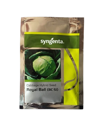 Syngenta Cabbage Royal Ball (BC 51) Seeds - 2000 nos
