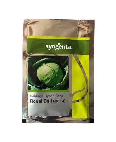 Syngenta Cabbage Royal Ball (BC 51) Seeds - 2000 nos