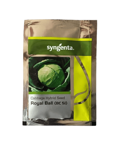 Syngenta Cabbage Royal Ball (BC 51) Seeds - 2000 nos