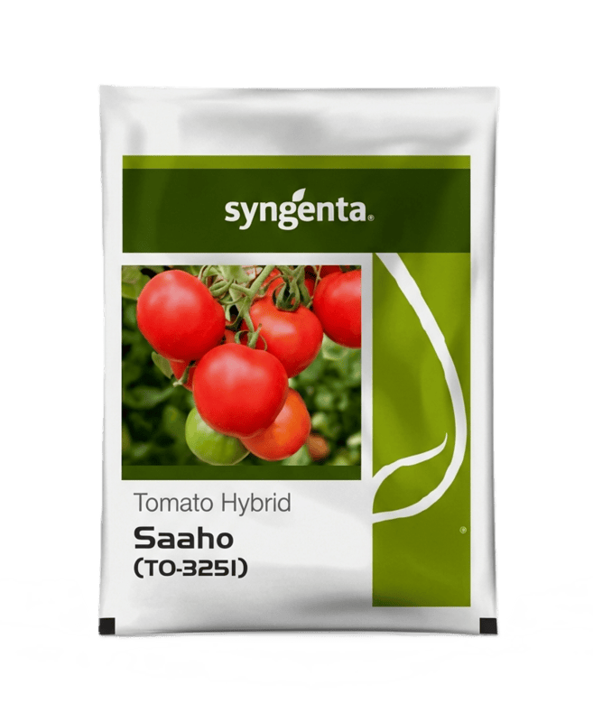 SAAHO (TO 3251) HYBRID TOMATO SEED by Syngenta