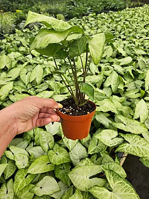 Syngonium Arrow Head Syngonium Arrow Head