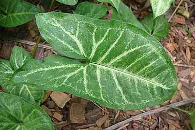 Syngonium Arrow Head Syngonium Arrow Head