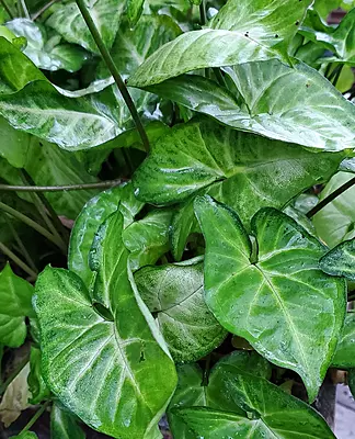 Syngonium Arrow Head Syngonium Arrow Head