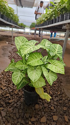 Syngonium Arrow Head Syngonium Arrow Head