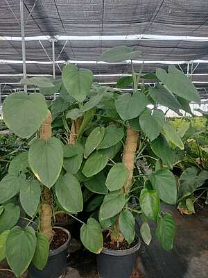 Syngonium Chiapense