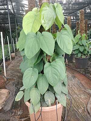 Syngonium Chiapense