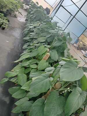 Syngonium Chiapense