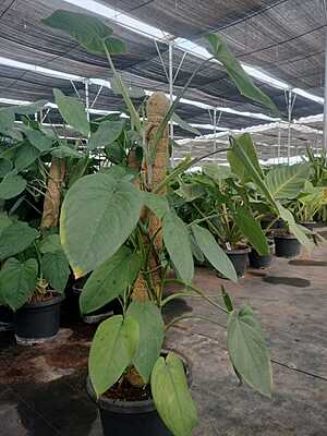Syngonium Chiapense