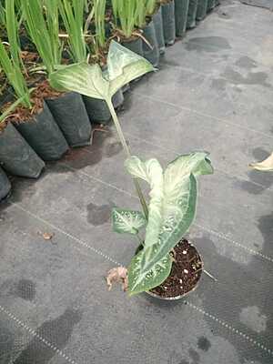 Syngonium Hollium Syngonium Hollium