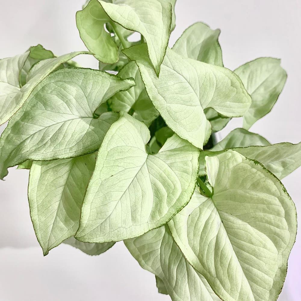 Syngonium Holly M Syngonium Holly M