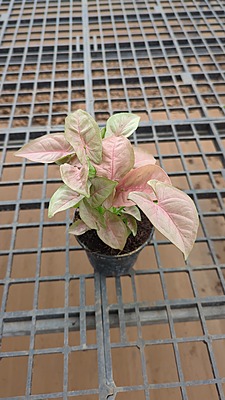 Syngonium Neon Pink