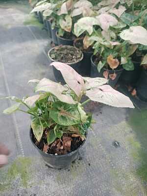 Syngonium Neon Pink