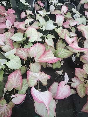 Syngonium Neon Pink