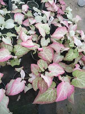 Syngonium Neon Pink Syngonium Neon Pink