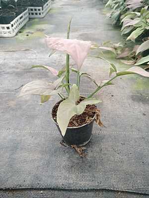 Syngonium Podophyllum Pink Splash Syngonium Podophyllum Pink Splash