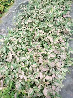 Syngonium Podophyllum Pink Splash Syngonium Podophyllum Pink Splash