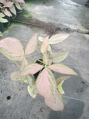 Syngonium Podophyllum Pink Splash Syngonium Podophyllum Pink Splash