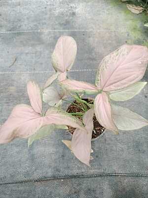 Syngonium Podophyllum Pink Splash Syngonium Podophyllum Pink Splash