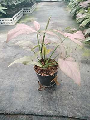 Syngonium Podophyllum Pink Splash Syngonium Podophyllum Pink Splash