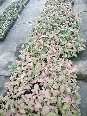 Syngonium Podophyllum Pink Splash Syngonium Podophyllum Pink Splash