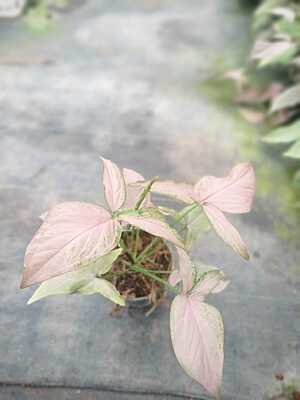 Syngonium Podophyllum Pink Splash Syngonium Podophyllum Pink Splash