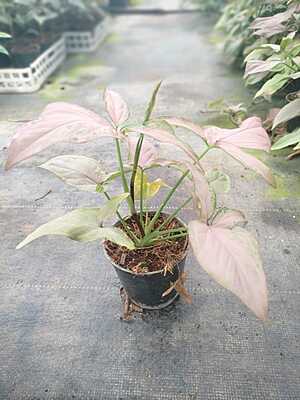 Syngonium Podophyllum Pink Splash
