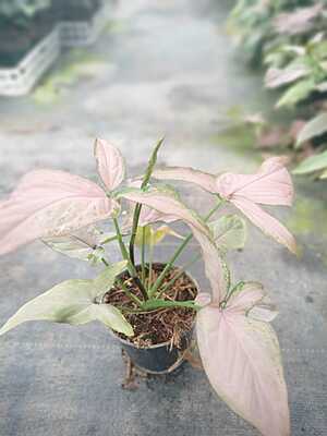 Syngonium Podophyllum Pink Splash Syngonium Podophyllum Pink Splash