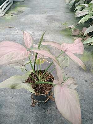 Syngonium Podophyllum Pink Splash Syngonium Podophyllum Pink Splash