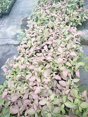 Syngonium Podophyllum Pink Splash Syngonium Podophyllum Pink Splash