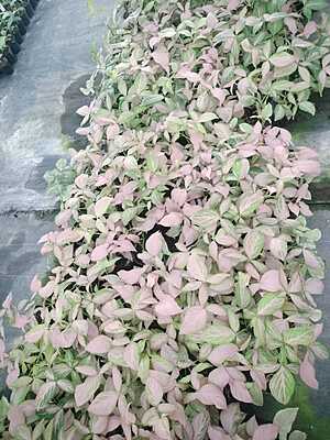 Syngonium Podophyllum Pink Splash Syngonium Podophyllum Pink Splash