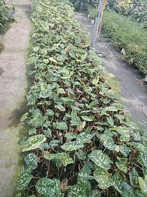 Syngonium Wendlandii