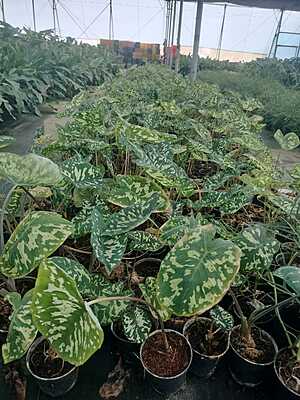 Syngonium Wendlandii