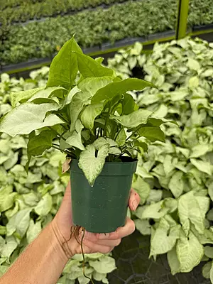 Syngonium White Butterfly