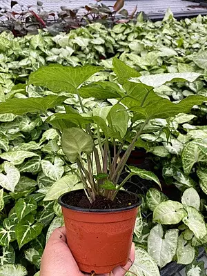 Syngonium White Butterfly