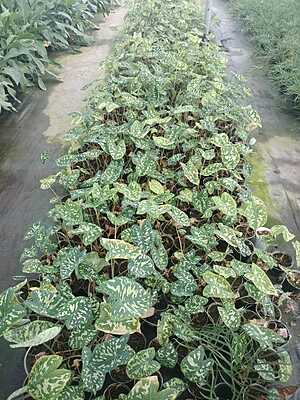 Syngonium Wendlandii