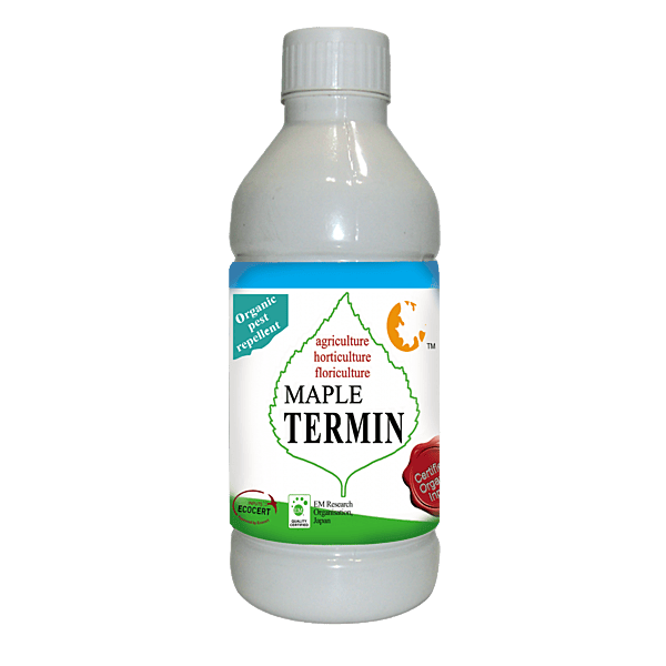 Maple Termin