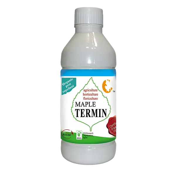 Maple Termin