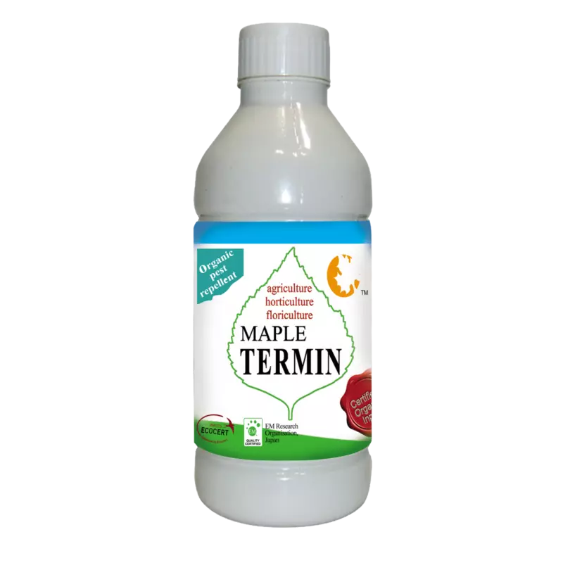 Maple Termin