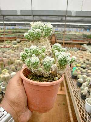 Thimble Cactus Thimble Cactus