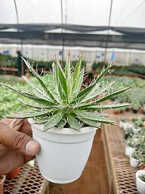 Thread Agave Thread Agave