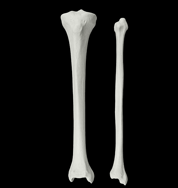 Tibia and Fibula