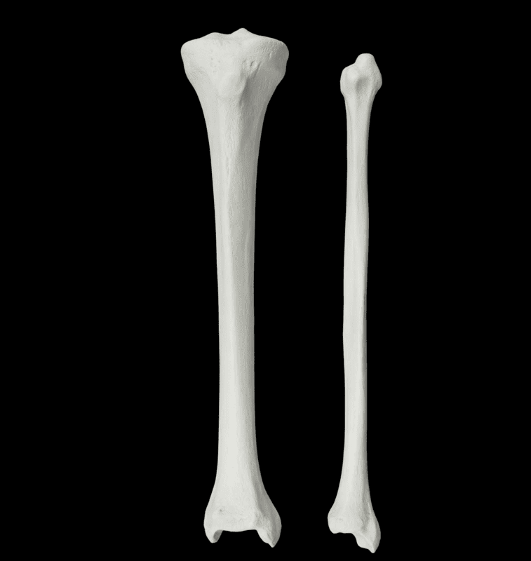 Tibia and Fibula