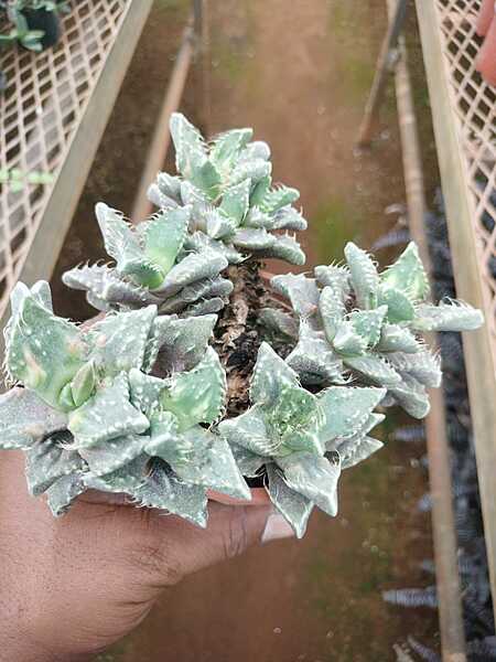Tiger Jaws succulent