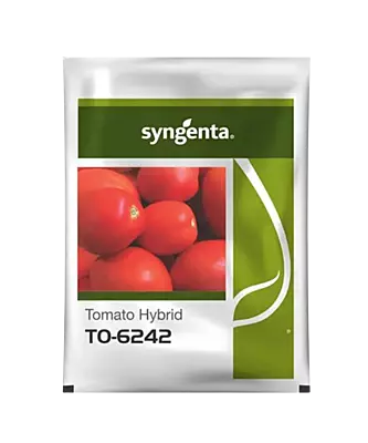 Hybrid Tomato Seeds 6242 by Syngenta