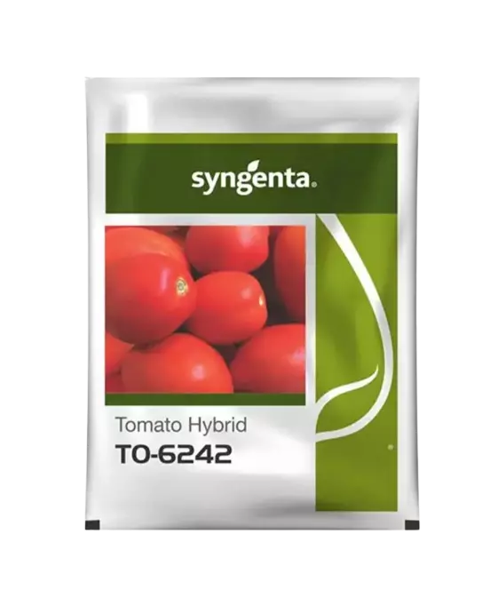 Hybrid Tomato Seeds 6242 by Syngenta