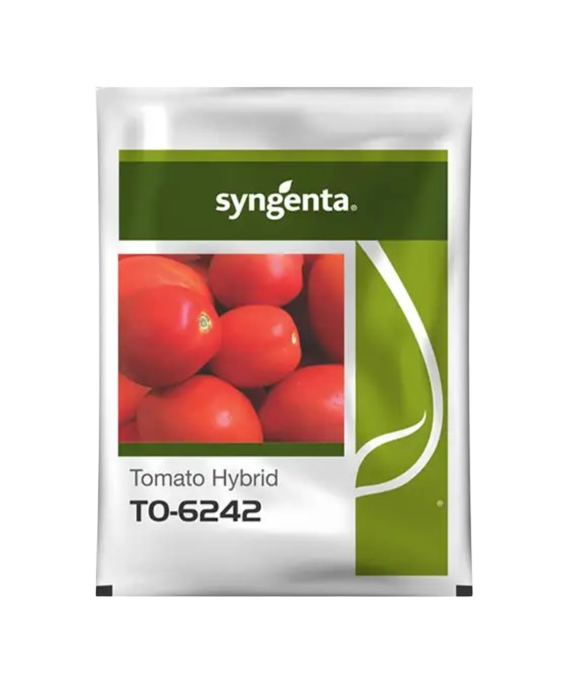 Hybrid Tomato Seeds 6242 by Syngenta
