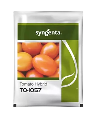 Hybrid Tomato TO 1057 Seeds by Sygenta